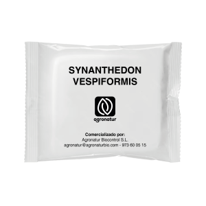 SYNANTHEDON VESPIFORMIS 1u