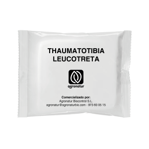 THAUMATOTIBIA LEUCOTRETA 1u