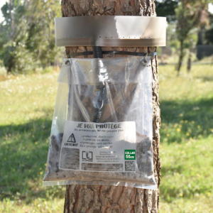 TRAMPA PROCESIONARIA PINO ECOPIÈGE 66cm