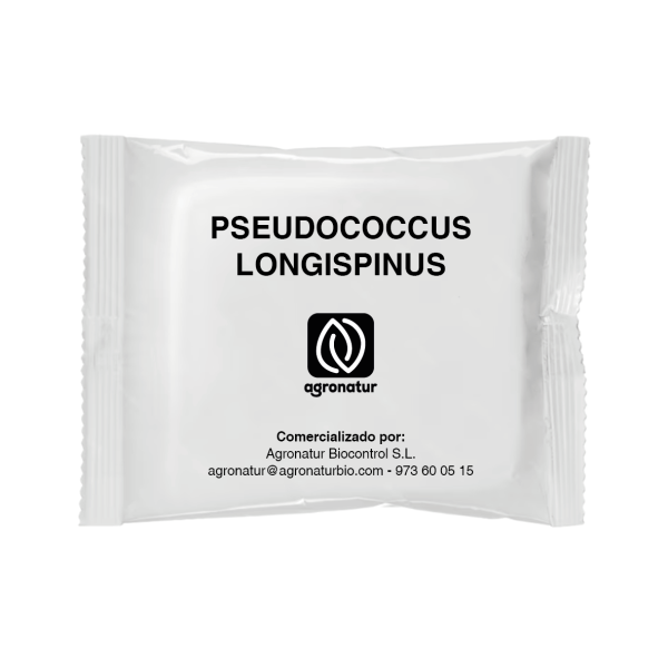 PSEUDOCOCCUS LONGISPINUS  1u