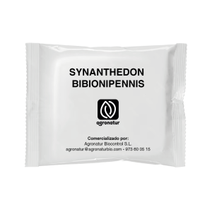 SYNANTHEDON BIBIONIPENNIS 1u