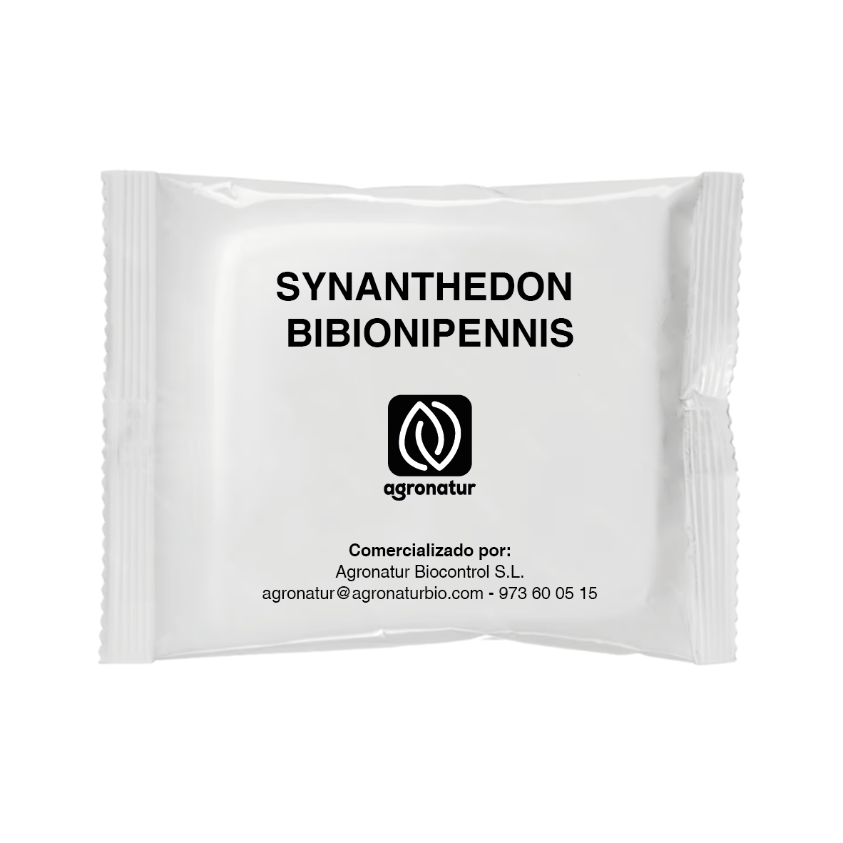 SYNANTHEDON BIBIONIPENNIS 1u