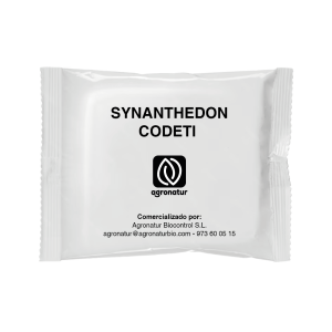SYNANTHEDON CODETI 1u