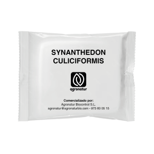 SYNANTHEDON CULICIFORMIS 1u