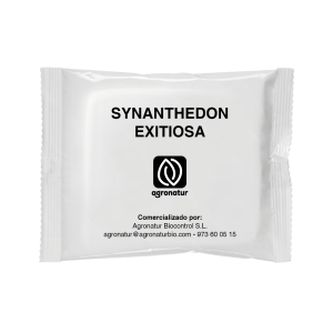 SYNANTHEDON EXITIOSA 1u