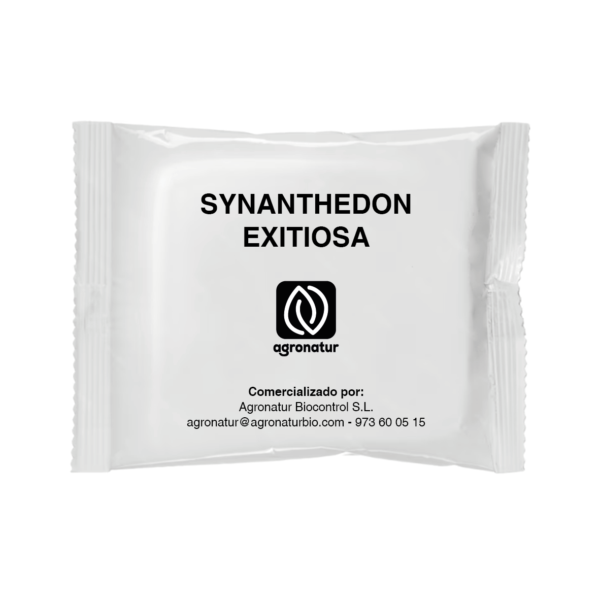 SYNANTHEDON EXITIOSA 1u