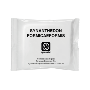 SYNANTHEDON FORMICAEFORMIS 1u