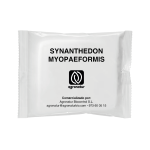 SYNANTHEDON MYOPAEFORMIS 1u